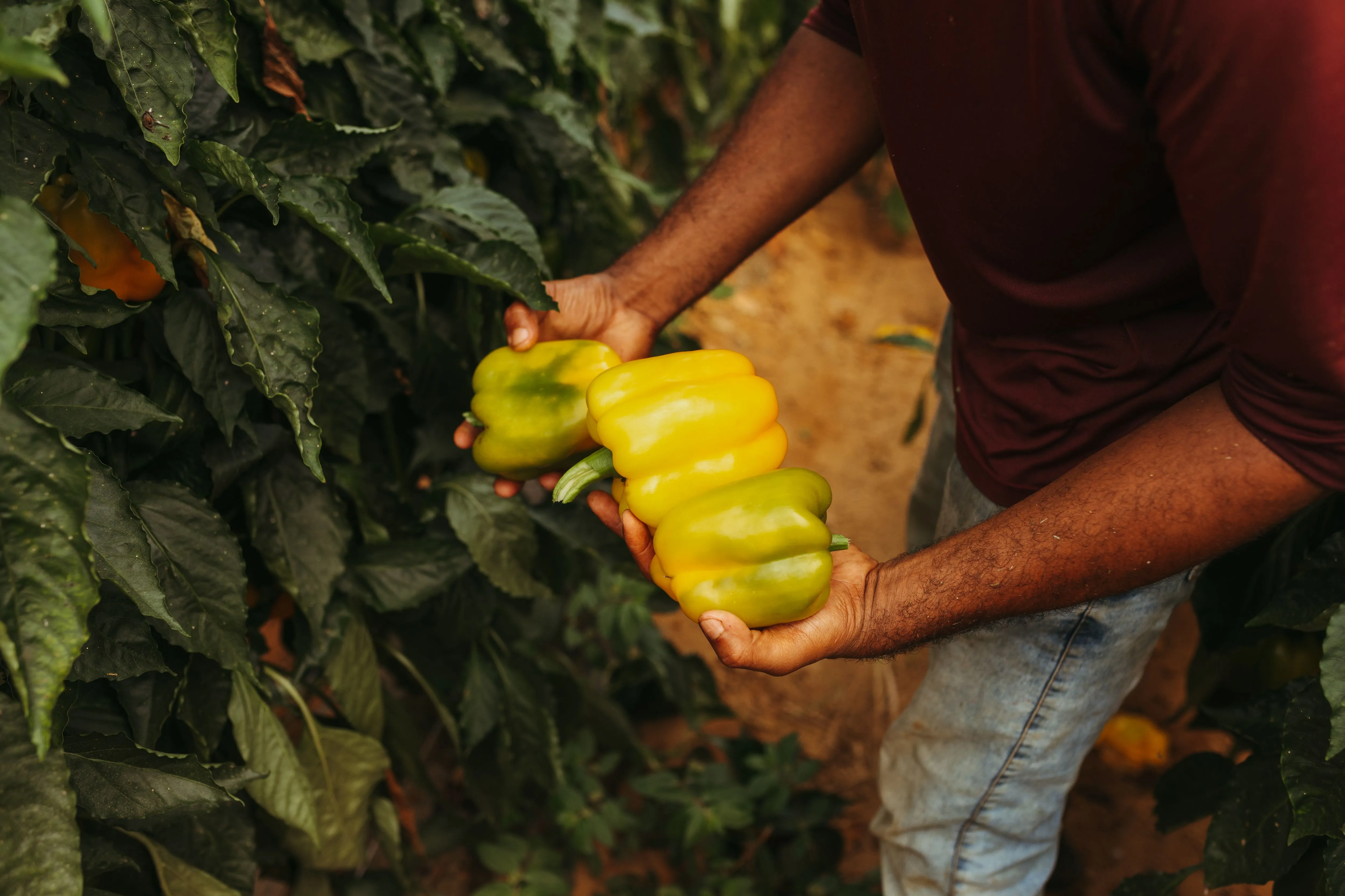 Modern Agribusiness
